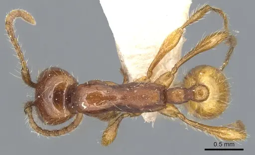 Aenictus eugenii - CASENT0903759