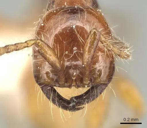 Aenictus eugenii - CASENT0903759