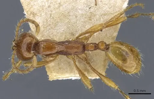 Aenictus eugenii - CASENT0907026