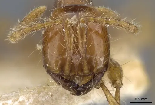 Aenictus eugenii - CASENT0907026