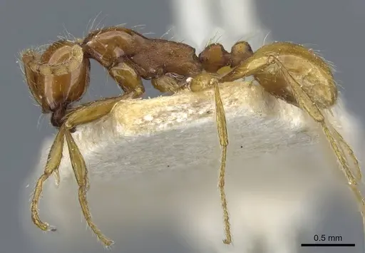 Aenictus eugenii - CASENT0907026