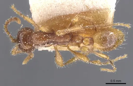 Aenictus eugenii - CASENT0911418