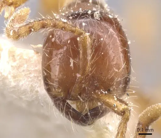 Aenictus eugenii - CASENT0911418