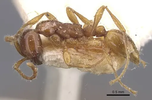 Aenictus eugenii - CASENT0911418