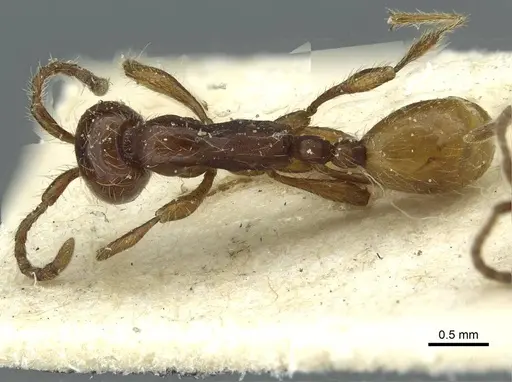 Aenictus eugenii - CASENT0911422