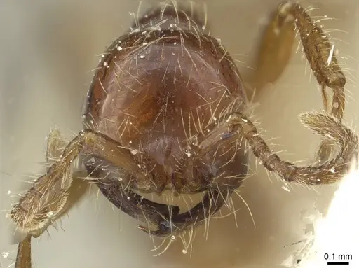 Aenictus eugenii - CASENT0911422