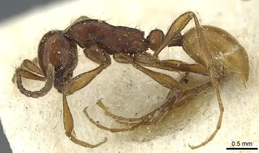 Aenictus eugenii - CASENT0911422