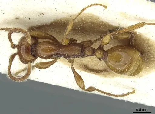 Aenictus eugenii - CASENT0911423