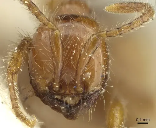 Aenictus eugenii - CASENT0911423