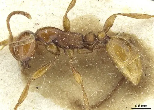 Aenictus eugenii - CASENT0911423