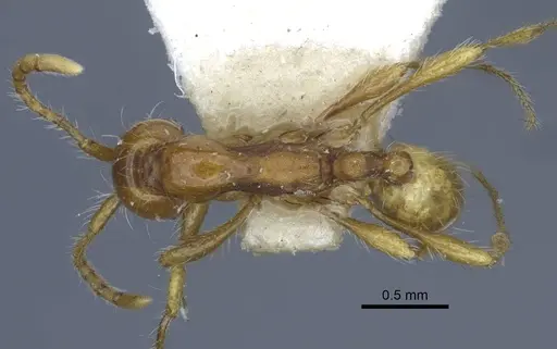 Aenictus eugenii - CASENT0916857