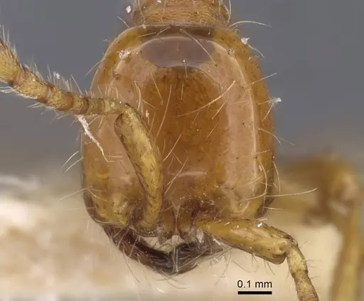 Aenictus eugenii - CASENT0916857