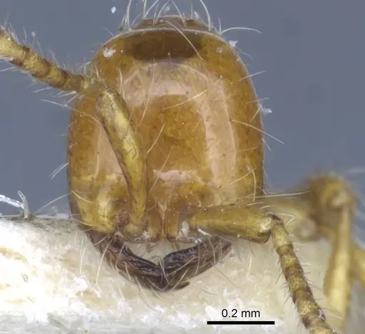 Aenictus eugenii - CASENT0916857