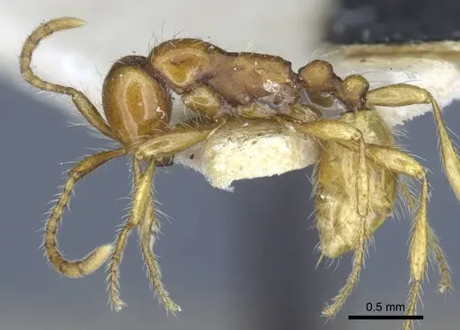 Aenictus eugenii - CASENT0916857