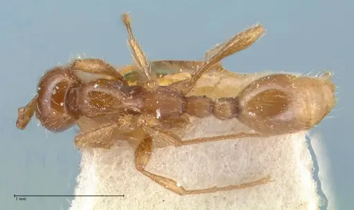 Aenictus eugenii - FOCOL1142