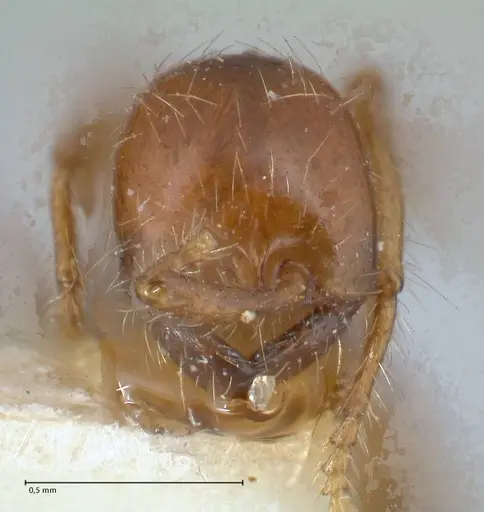 Aenictus eugenii - FOCOL1142