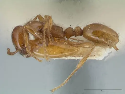 Aenictus eugenii - FOCOL1142