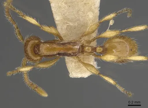 Aenictus exilis specimen