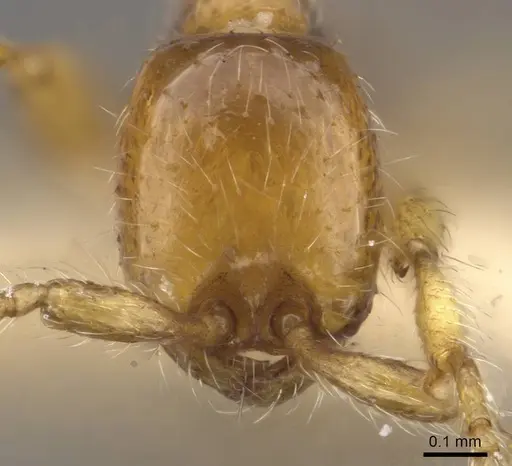 Aenictus exilis specimen