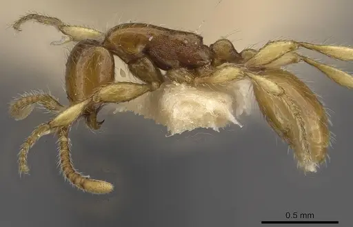 Aenictus exilis specimen
