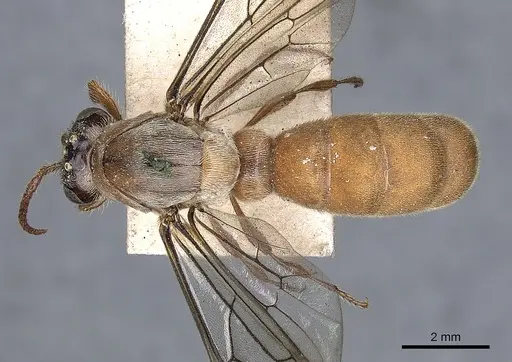 Aenictus feae specimen