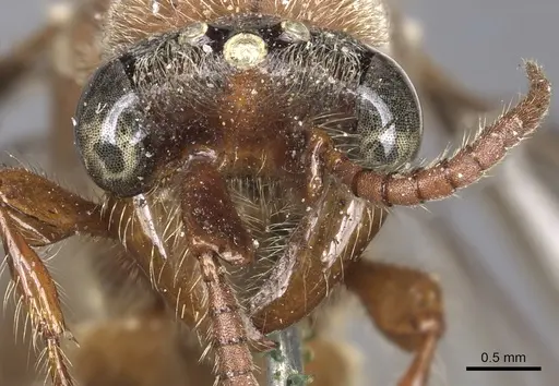 Aenictus feae specimen