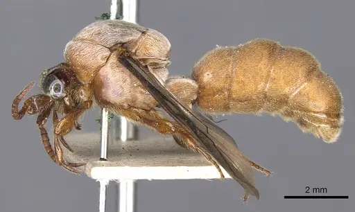 Aenictus feae specimen