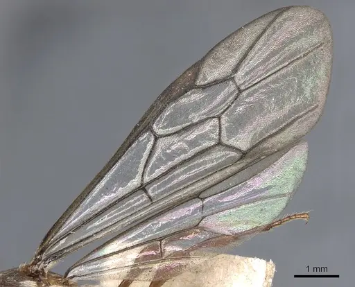 Aenictus feae - CASENT0901980