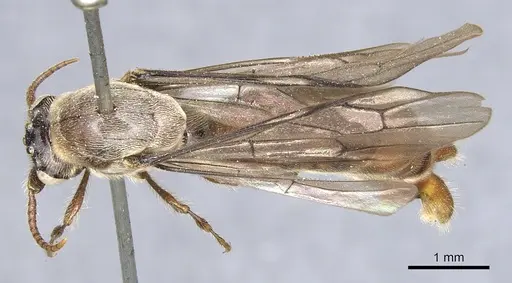 Aenictus feae - CASENT0903751