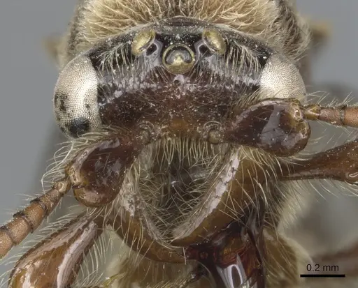 Aenictus feae - CASENT0903751