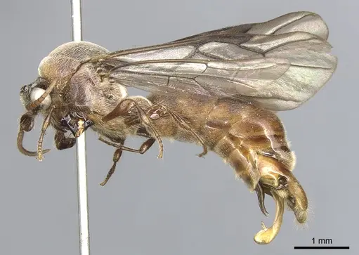 Aenictus feae - CASENT0903751