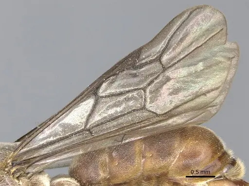 Aenictus feae - CASENT0903751