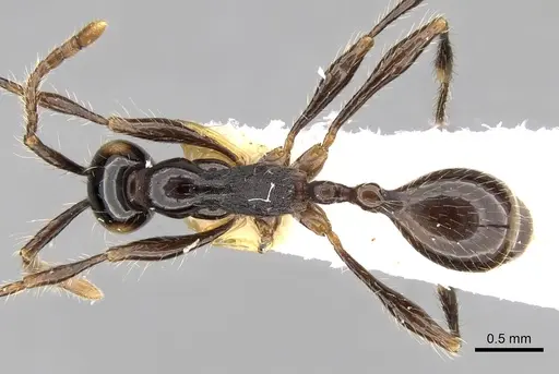 Aenictus fergusoni specimen