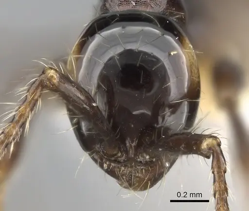 Aenictus fergusoni specimen