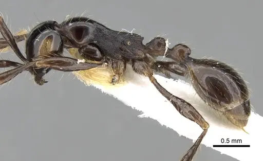 Aenictus fergusoni specimen