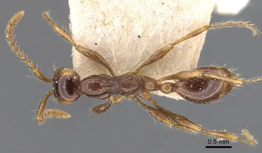 Aenictus fergusoni - CASENT0905998