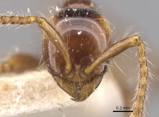 Aenictus fergusoni - CASENT0905998