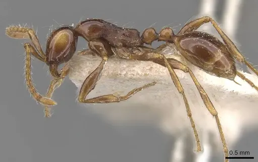 Aenictus fergusoni - CASENT0905998