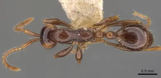 Aenictus fergusoni - CASENT0907001