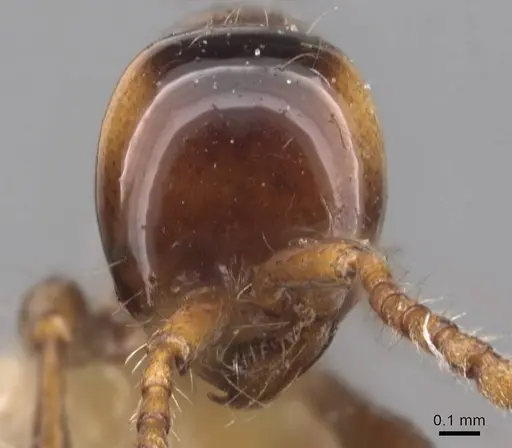 Aenictus fergusoni - CASENT0907001