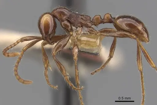 Aenictus fergusoni - CASENT0907001