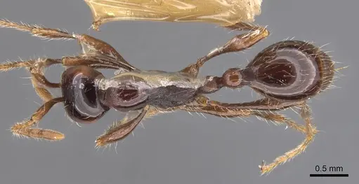 Aenictus fergusoni - CASENT0907002