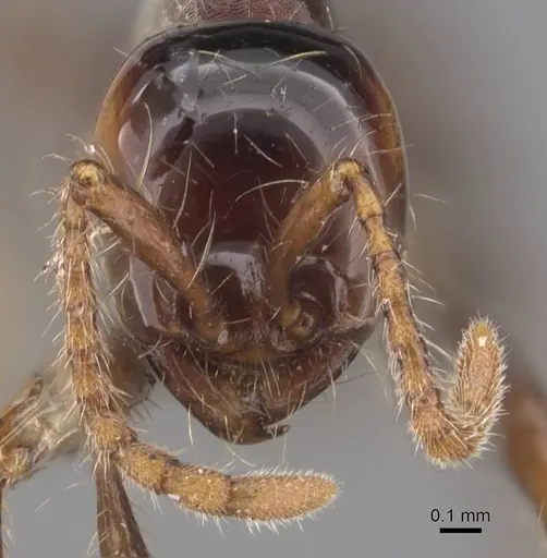 Aenictus fergusoni - CASENT0907002