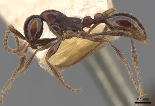 Aenictus fergusoni - CASENT0907002