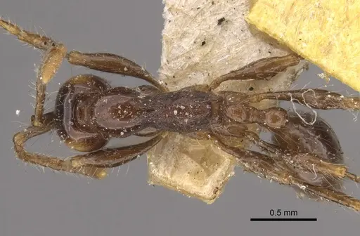 Aenictus fergusoni - CASENT0917746