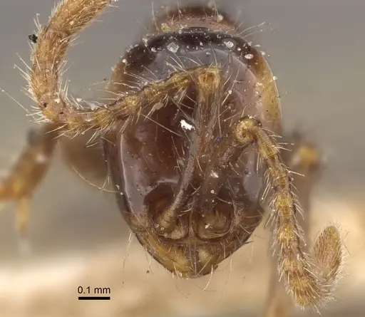 Aenictus fergusoni - CASENT0917746