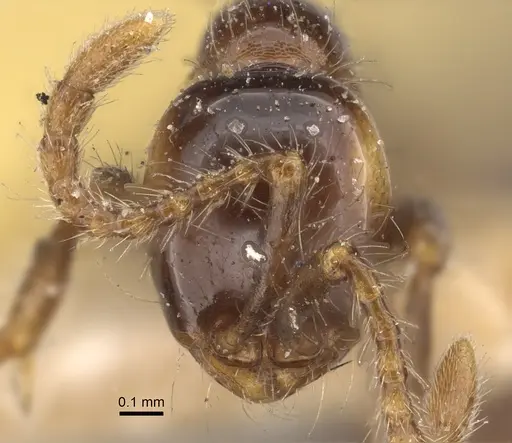 Aenictus fergusoni - CASENT0917746