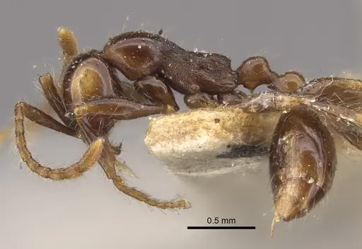 Aenictus fergusoni - CASENT0917746