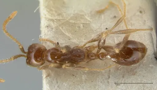 Aenictus fergusoni - FOCOL1148