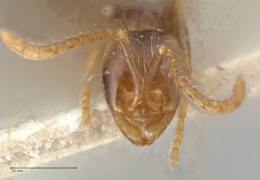 Aenictus fergusoni - FOCOL1148